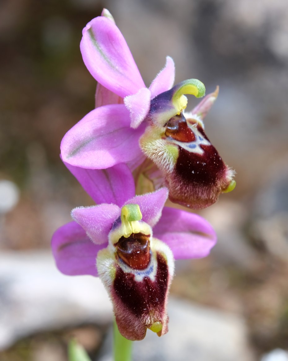 Anno nuovo, orchidee nuove: dalla Grecia con passione.